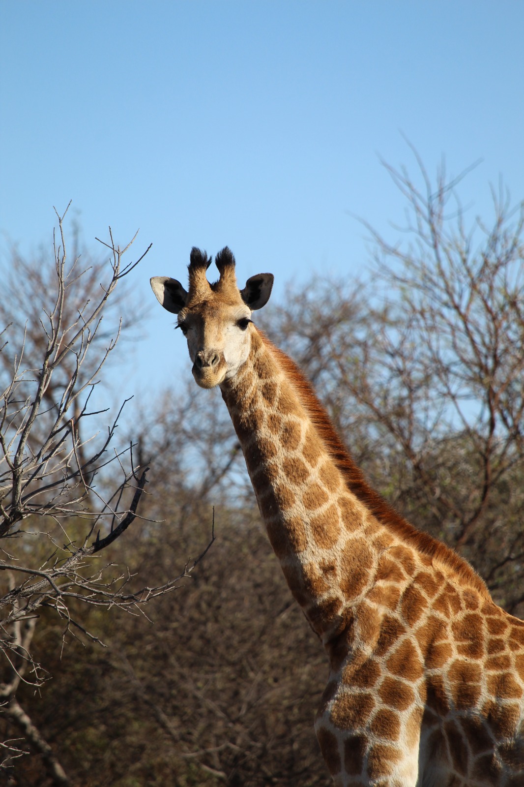 Giraffe tussen bomen in Afrika