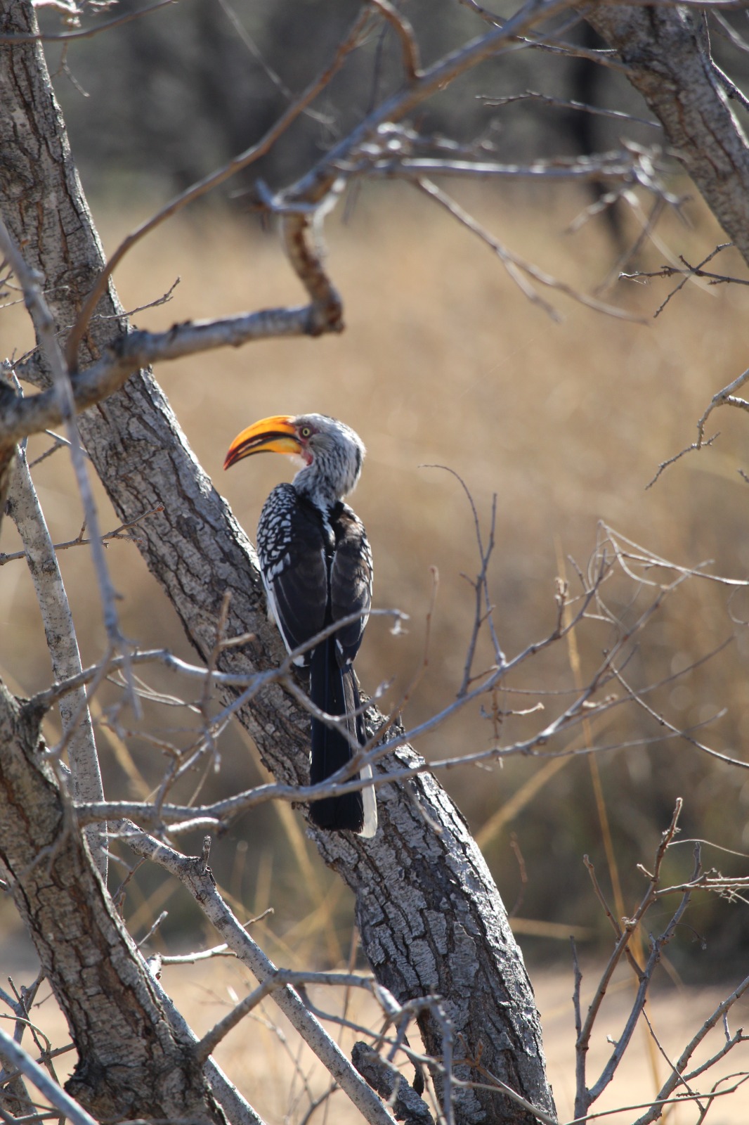 Neushoornvogel tussen de bomen