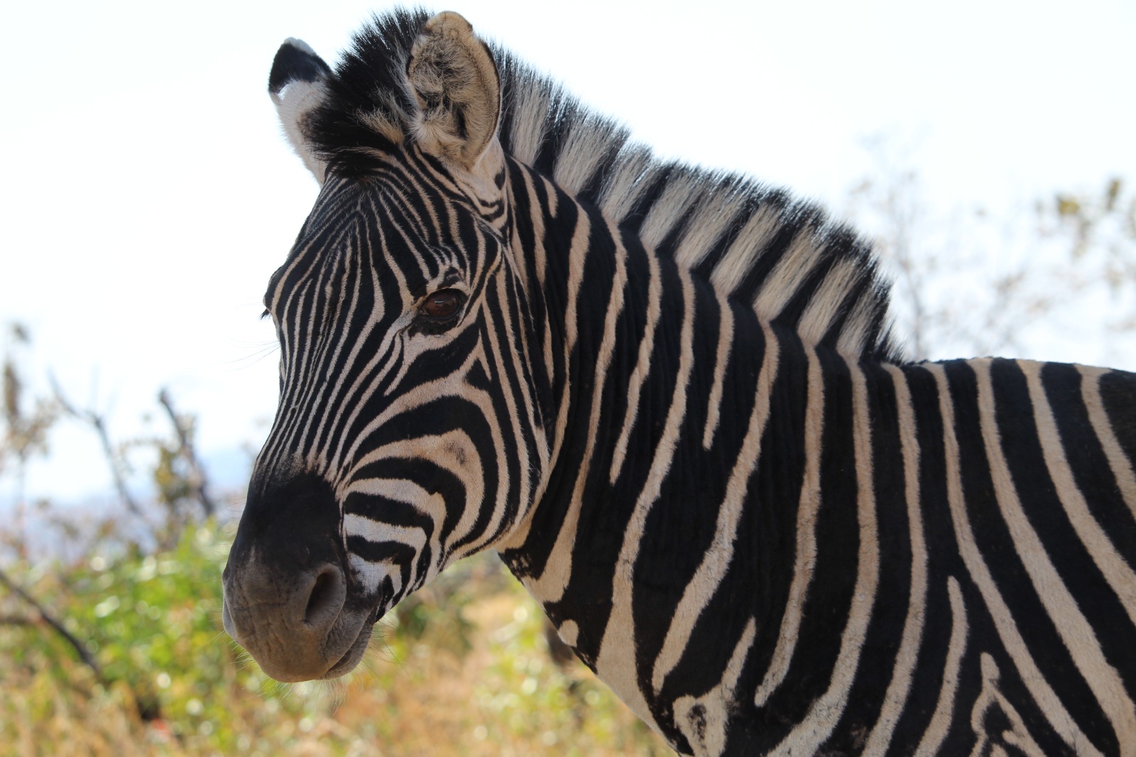 Zebra tijdens een reis door Afrika