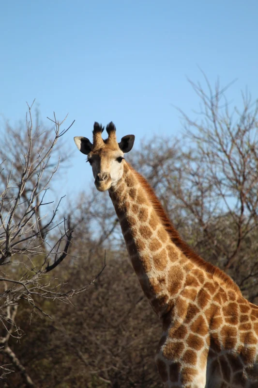 Giraffe tussen bomen in Afrika