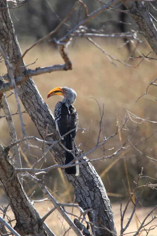 Neushoornvogel tussen de bomen
