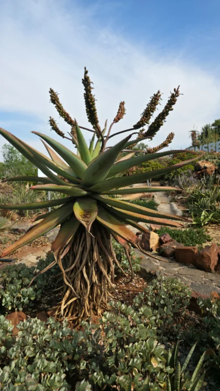 Aloë in een Afrikaanse tuin
